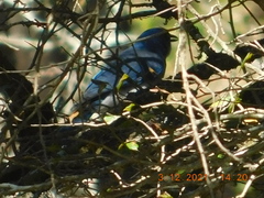 Aphelocoma wollweberi