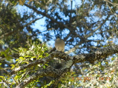 Aphelocoma wollweberi