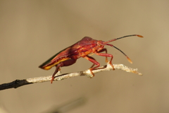 Athaumastus