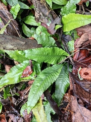 Leptochilus pedunculatus