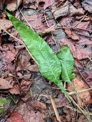 Leptochilus pedunculatus