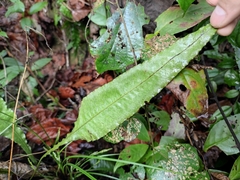 Leptochilus pedunculatus