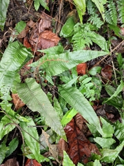 Leptochilus pedunculatus