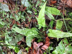 Leptochilus pedunculatus
