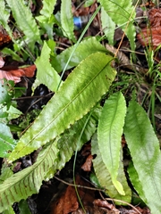 Leptochilus pedunculatus