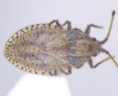 Lasiacantha capucina