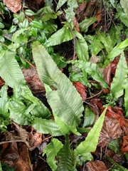 Leptochilus pedunculatus