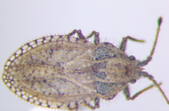 Lasiacantha capucina