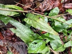 Leptochilus pedunculatus