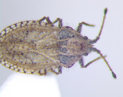 Lasiacantha capucina