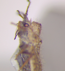 Lasiacantha capucina