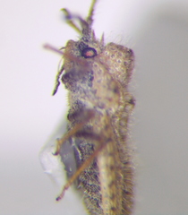 Lasiacantha capucina