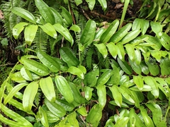 Smilax lanceifolia opaca