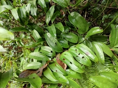 Smilax lanceifolia opaca
