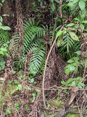 Blechnum orientale