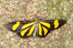 Cyllopoda claudicula