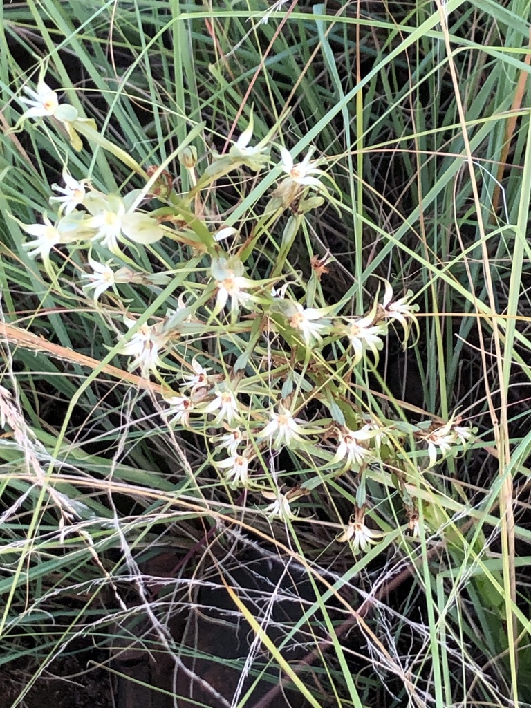 Habenaria nyikana