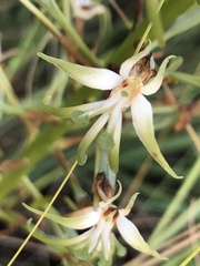 Habenaria nyikana