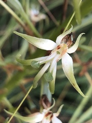 Habenaria nyikana