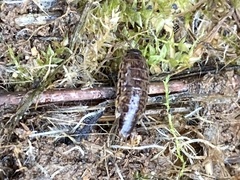 Chaetophiloscia elongata