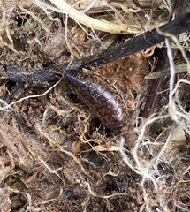 Chaetophiloscia elongata
