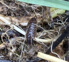 Chaetophiloscia elongata