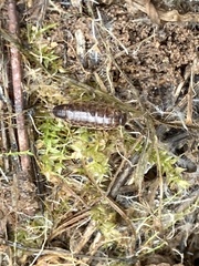 Chaetophiloscia elongata