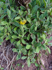Calendula suffruticosa maderensis