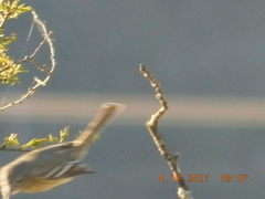Vireo bellii