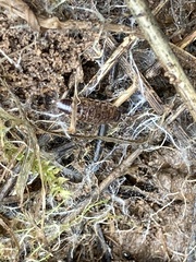 Chaetophiloscia elongata