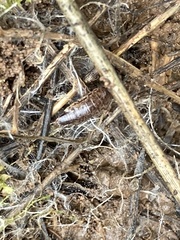 Chaetophiloscia elongata