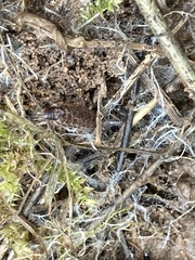 Chaetophiloscia elongata