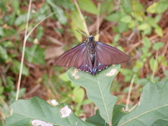 Phocides pigmalion okeechobee