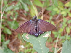 Phocides pigmalion okeechobee