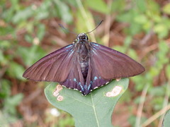 Phocides pigmalion okeechobee
