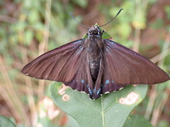 Phocides pigmalion okeechobee
