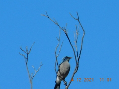 Aphelocoma wollweberi