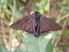 Phocides pigmalion okeechobee