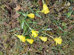 Narcissus minor asturiensis