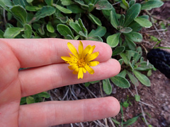Calendula suffruticosa maderensis