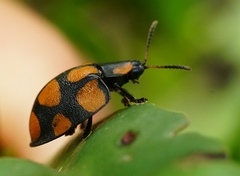 Botanochara decempustulata