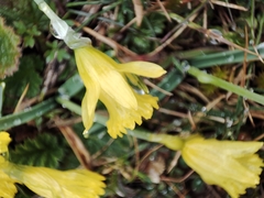 Narcissus minor asturiensis