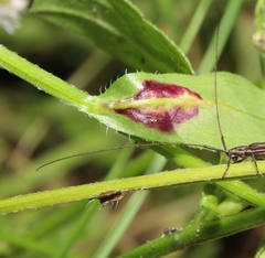 Asteromyia modesta