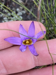 Romulea dichotoma