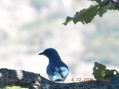 Aphelocoma wollweberi