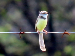 Black-Chested Prinia photo 5
