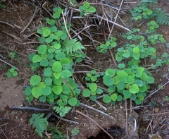 Homalanthus polyandrus