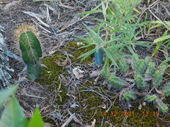 Myrtillocactus geometrizans