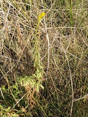 Solidago confinis