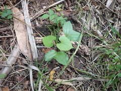 Ipomoea alba